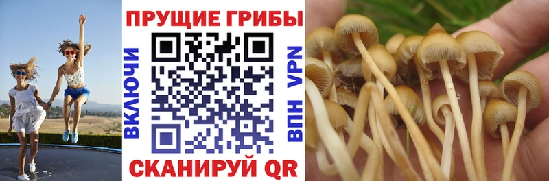 закладки  Радужный  Галлюциногенные грибы прущие грибы 